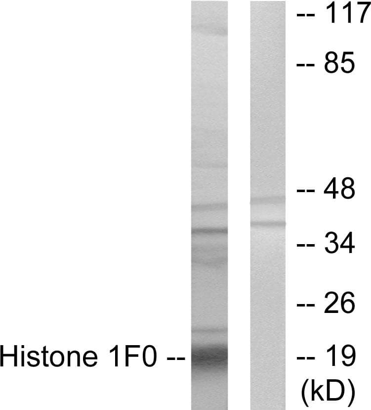 Polyclonal Rabbit anti-Human H1F0 Antibody (WB)