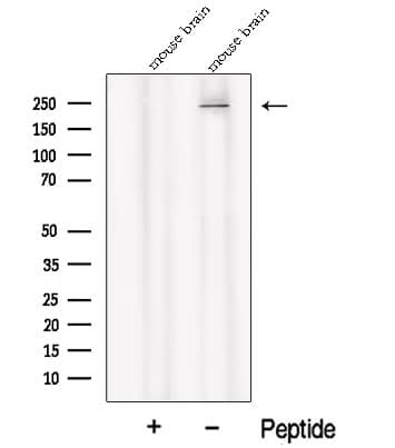 PI4KA Antibody