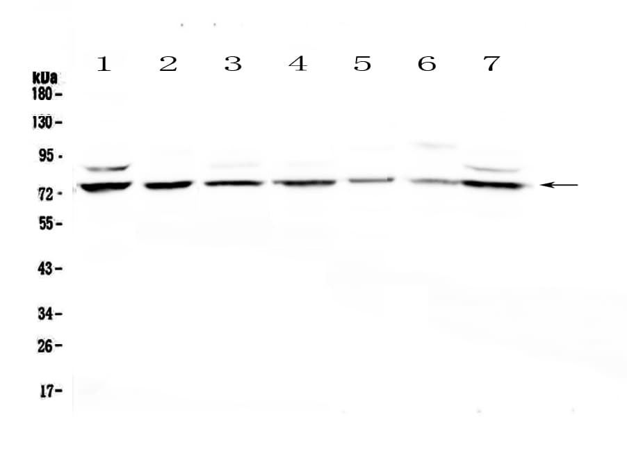 ELF1 Antibody