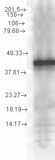HSP40 co-chaperone YDJ1 Antibody (clone 1G10.H8)