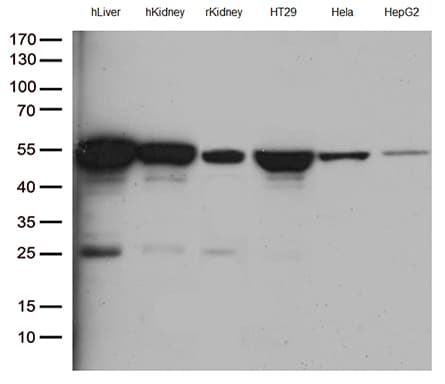 ASL / Argininosuccinate Lyase Antibody (clone OTI9G2, Carrier-free)