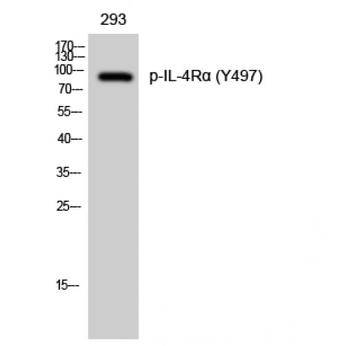 IL4R / CD124 Antibody (phospho-Tyr497)