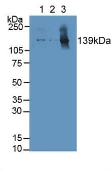 COL1A1 / Collagen I Alpha 1 Antibody (aa253-471, APC)