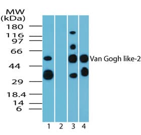 VANGL2 / LTAP Antibody (aa300-350)