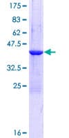 Human GLIPR2 Protein (Recombinant GST)