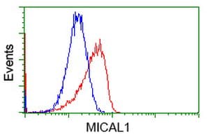 MICAL1 / MICAL Antibody (clone OTI1C2)
