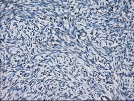 Monoclonal Mouse anti-Human PRDX4 / Peroxiredoxin 4 Antibody (clone OTI9A3, IHC, IF, WB)