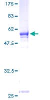 Human MPPED2 Protein (Recombinant GST)