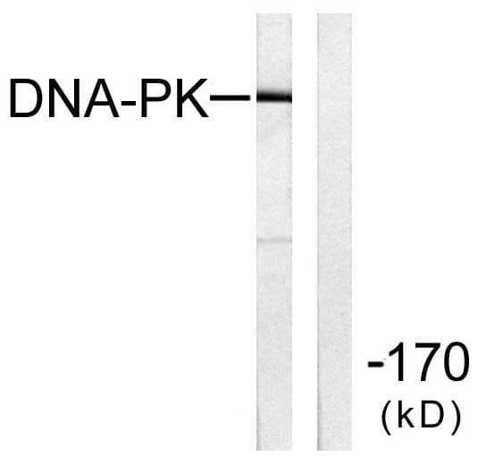 PRKDC / DNA-PKcs Antibody