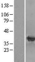 CRYM Protein (Over-Expression Lysate Myc-DDK (Flag))