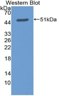 CD30L / CD153 Antibody (aa69-233)
