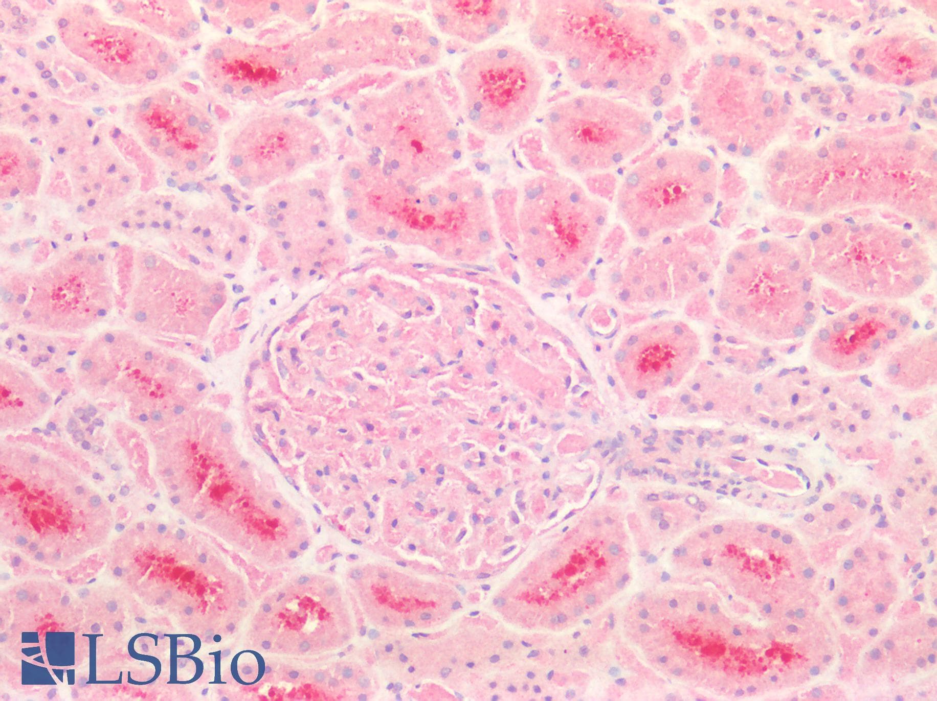 IHC-plus™ CD47 Antibody