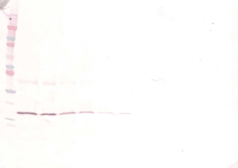 IL-1B / IL-1 Beta Antibody (Biotin)