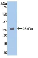 STAT3 Antibody (Biotin)