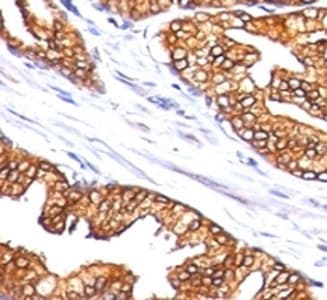 ODC1 / Ornithine Decarboxylase Antibody (clone SPM565, Azide-free, BSA-free)