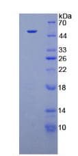 Dog IFNA / Interferon Alpha Protein (Recombinant His-GST, N-terminus)