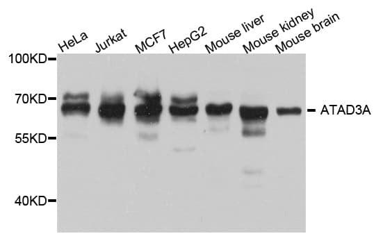 ATAD3A Antibody