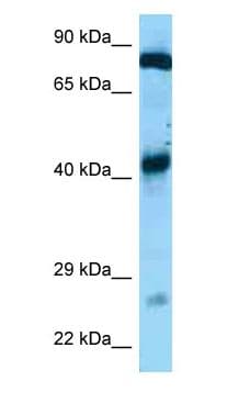 GFM1 Antibody (C-Terminus)