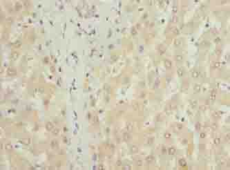 COX17 Antibody