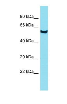 DUS3L Antibody (aa85-134)