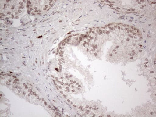 IRS1 Antibody (aa1-280, clone OTI9E11)