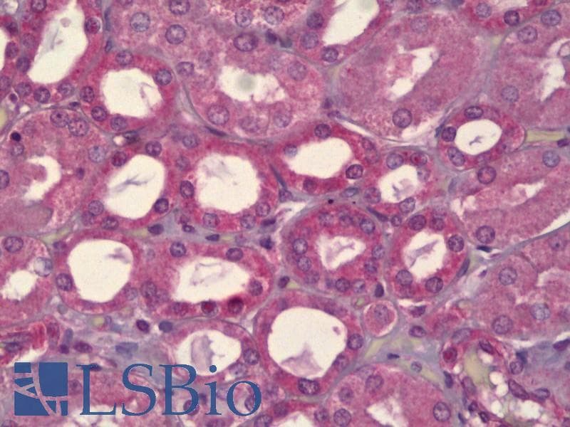 IHC-plus™ MAPK8 / JNK1 Antibody (clone 4H6)