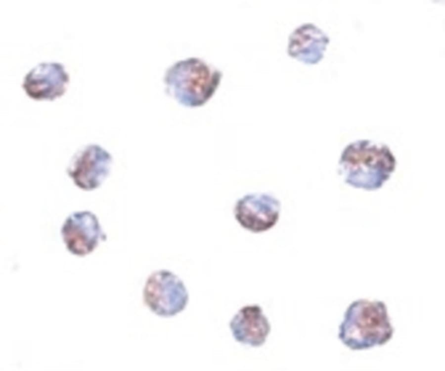 TMEM214 / FLJ20254 Antibody