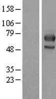 MID1 Protein (Over-Expression Lysate Myc-DDK (Flag))