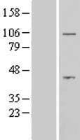 Human AFTPH Protein (Over-Expression Lysate Myc-DDK (Flag))