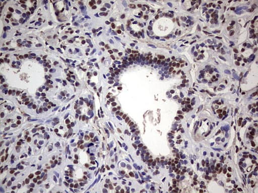 MYF5 / MYF 5 Antibody (clone OTI2G5)