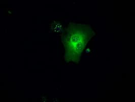 GBP2 Antibody (clone OTI2G6)