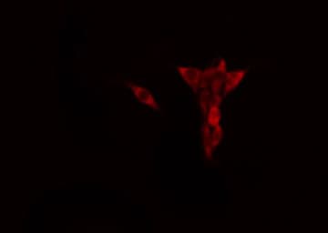 DMTN / Dematin Antibody
