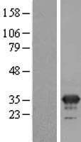 MFAP4 Protein (Over-Expression Lysate Myc-DDK (Flag))