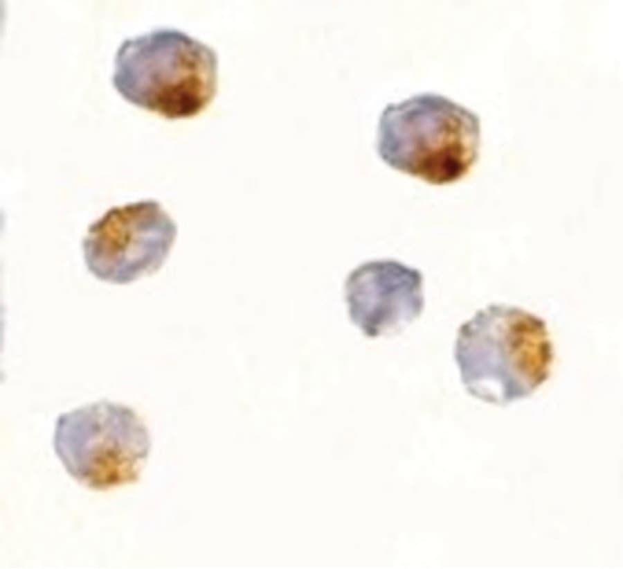 IHC-plus™ OVGP1 / Oviductin Antibody