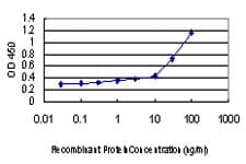 IHC-plus™ Monoclonal Mouse anti-Human NDN / Necdin Antibody (clone 1B3, IHC, IF, WB)