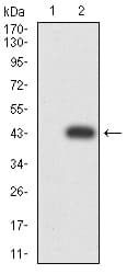 Monoclonal Mouse anti-Human RALB Antibody (clone 8A8A9, WB)
