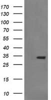 SYP / Synaptophysin Antibody (clone OTI1A1)