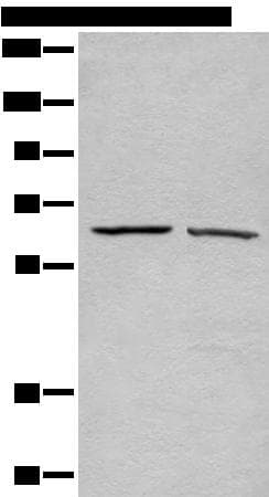 ATAD3A Antibody