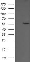CCT8L2 Antibody (clone OTI1A8)