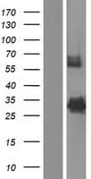 ACOT8 Protein (Over-Expression Lysate Myc-DDK (Flag))