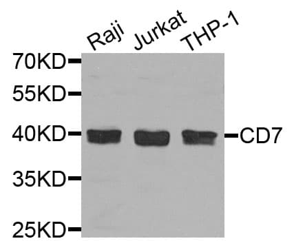 CD7 Antibody