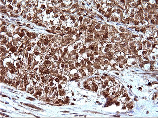 LZIC Antibody (aa1-190, clone OTI3A7)