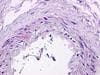 PathPlus™ Polyclonal Rabbit anti-Human S1PR1 / EDG1 / S1P1 Antibody (C-Terminus, IHC)