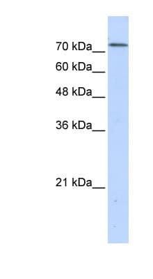 BOP1 Antibody (N-Terminus)