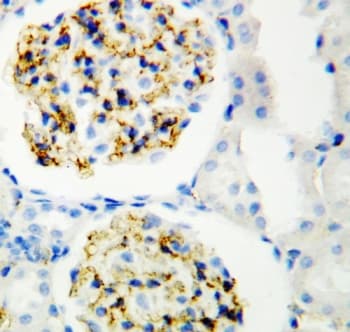 CD34 Antibody (aa366-382)