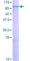 Human AGO3 / EIF2C3 Protein (Recombinant GST)