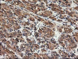 SSR1 Antibody (clone OTI4C7, Carrier-free)