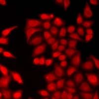Polyclonal Rabbit anti-Human CRY2 Antibody (IF, WB)