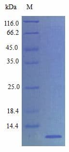 Rat SDF1 / CXCL12 Protein (Recombinant)