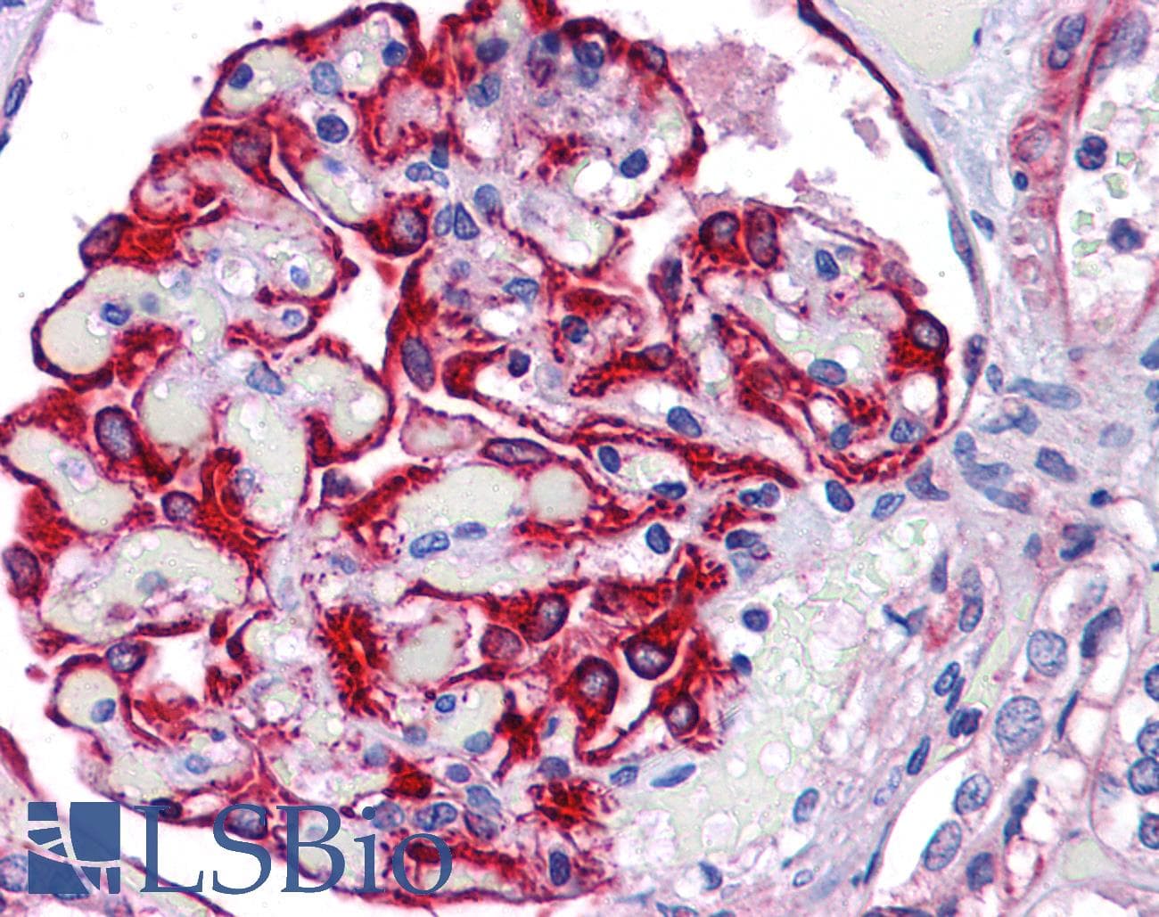 IHC-plus™ FREM2 Antibody